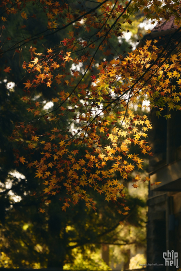 寻色庐山记——看不尽的层林尽染