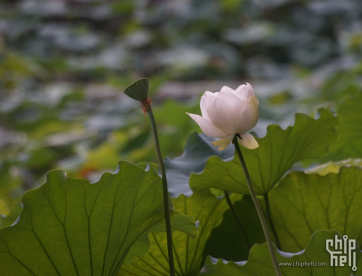 接天莲叶无穷碧——西湖赏荷