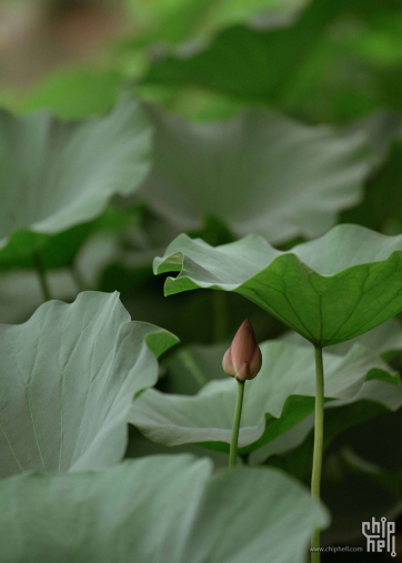 夏日荷花别样红