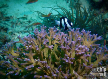 海底小生物