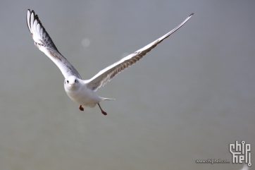 深圳湾的海鸥