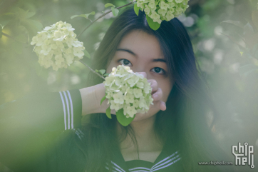 时光静好，与绣球花为伴