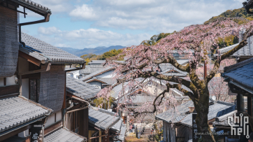 【独自旅行】一期一会的京都追樱之旅