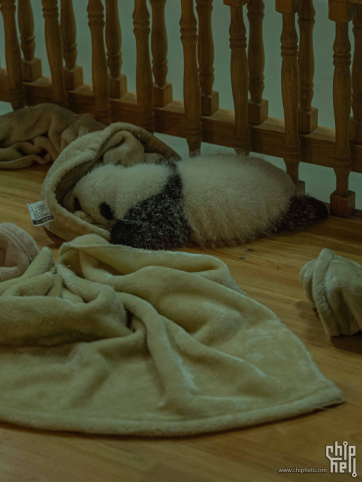 成都大熊猫繁育基地