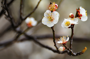 梅花季节......几度拍梅！