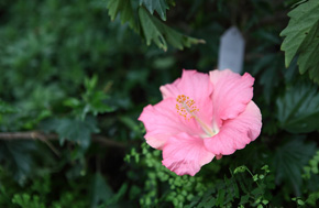 花卉植物非微距特写【辰山植物园】