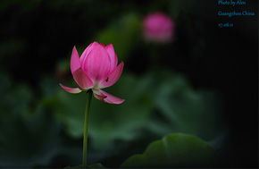 27.06.2011 廣州大學城雨後-荷