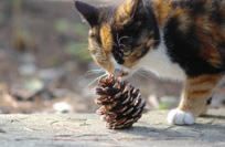金秋，午后，猫咪