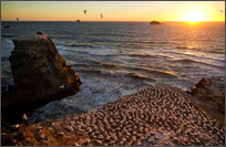 Muriwai Beach, New Zealand