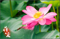 玄武湖畔~夏、荷