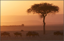 神秘而狂野的非洲大陆——肯尼亚