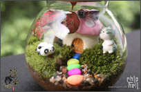苔藓微景观生态瓶——创造属于自己的“童话世界”