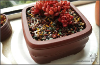 状态超美的韩国老桩红宝石，红的一塌糊涂，换植料控型！
