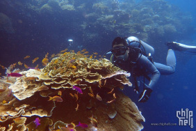 遇见长尾鲨-菲律宾FunDiving