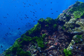 第一次船宿-Similan-Manta queen8