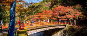 19年11月7天6晚的日本京都枫叶季