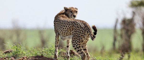肯尼亚草原Safari之路